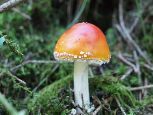 OLYMPUS DIGITAL CAMERA